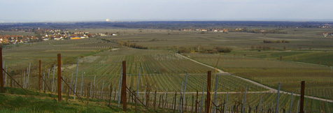 Der Blick vom Weinberg